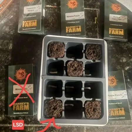 Barney's Farm Tester Run