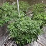 Barney's Farm Tester Run