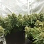 First Grow - Autoflower Mix