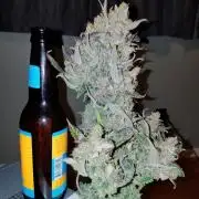 First Grow - Autoflower Mix