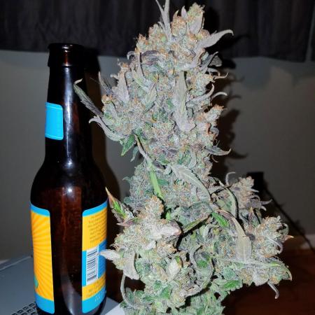 First Grow - Autoflower Mix