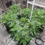 Barney's Farm Tester Run