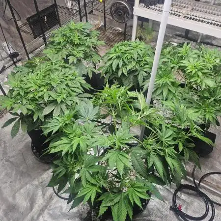 Barney's Farm Tester Run