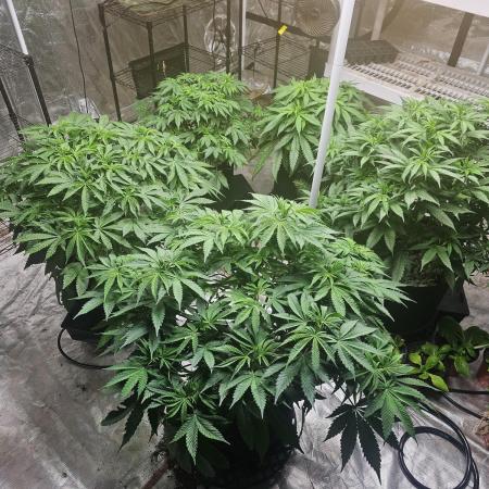 Barney's Farm Tester Run