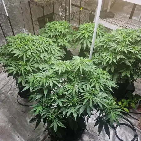 Barney's Farm Tester Run