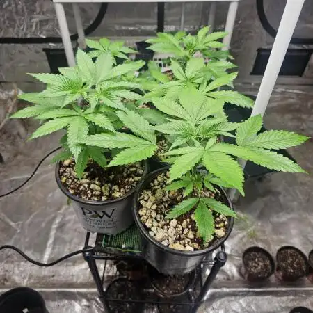 Barney's Farm Tester Run