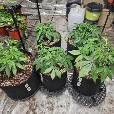 Barney's Farm Tester Run