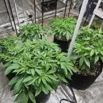 Barney's Farm Tester Run