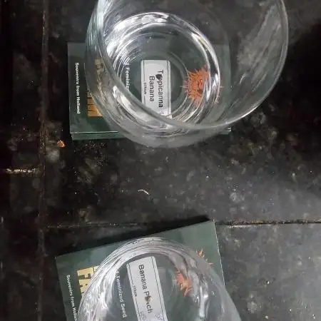 Barney's Farm Tester Run