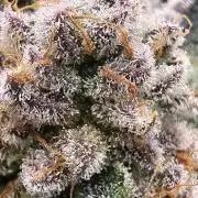 Unknown Breeder Tester Run