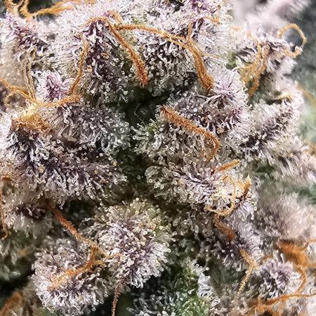 Unknown Breeder Tester Run