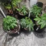 Barney's Farm Tester Run