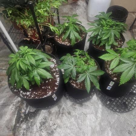 Barney's Farm Tester Run
