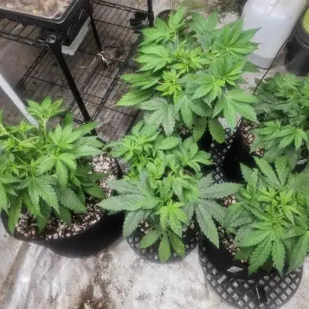Barney's Farm Tester Run