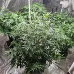 Barney's Farm Tester Run