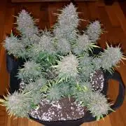 First Grow - Autoflower Mix