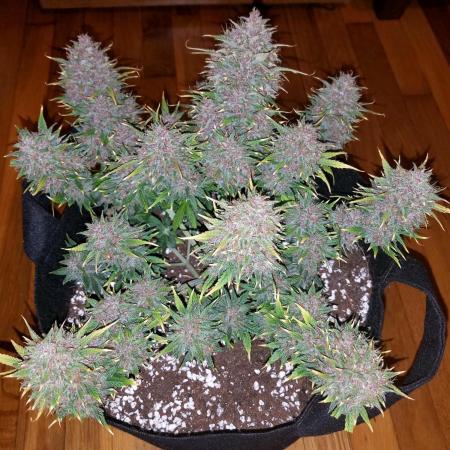 First Grow - Autoflower Mix