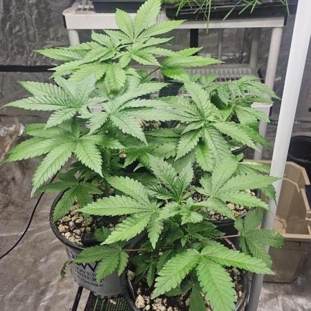 Barney's Farm Tester Run