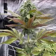 Solfire X Blackfarm X ExoticX GHS🍋🍒⛽️