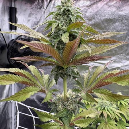 Solfire X Blackfarm X ExoticX GHS🍋🍒⛽️
