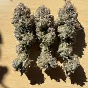 4 indoor girls