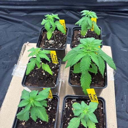 Solfire X Blackfarm X GHS #2