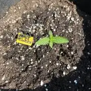 Outdoor Fastbuds🍰❄️