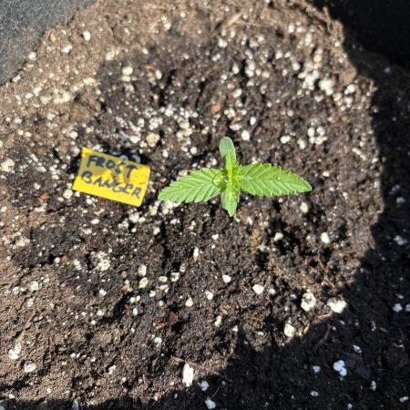 Outdoor Fastbuds🍰❄️