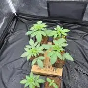 Solfire X Blackfarm X Exotic X GHS
