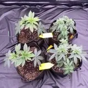 first indoor legal grow!