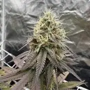 Solfire X Blackfarm X ExoticX GHS🍋🍒⛽️