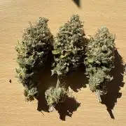 4 indoor girls