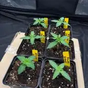 Solfire X Blackfarm X GHS #2