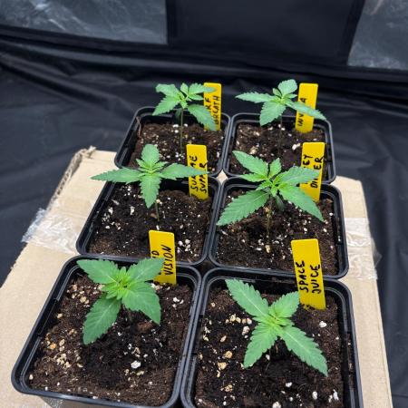 Solfire X Blackfarm X GHS #2