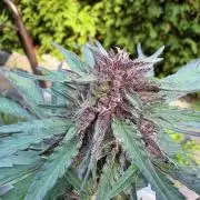 Outdoor Fastbuds🍰❄️