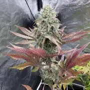Solfire X Blackfarm X ExoticX GHS🍋🍒⛽️