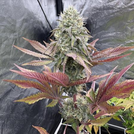 Solfire X Blackfarm X ExoticX GHS🍋🍒⛽️