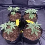 first indoor legal grow!