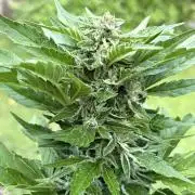 Frostbanger&Guava-Outdoor