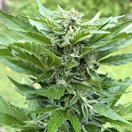Frostbanger&Guava-Outdoor