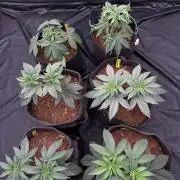 Solfire X Blackfarm X ExoticX GHS🍋🍒⛽️
