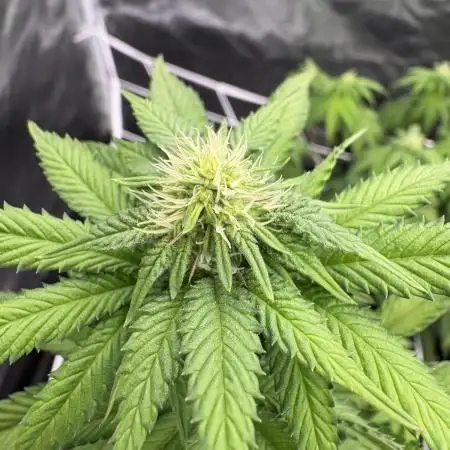 Solfire X Blackfarm X ExoticX GHS🍋🍒⛽️