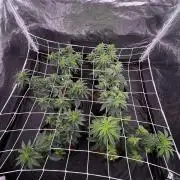 Solfire X Blackfarm X ExoticX GHS🍋🍒⛽️