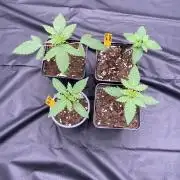 first indoor legal grow!