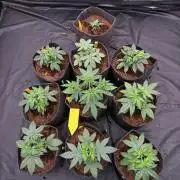 Solfire X GHS X Exotic X Grounded