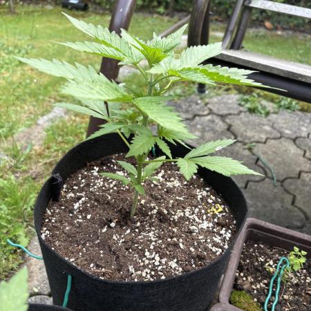 Outdoor Fastbuds🍰❄️