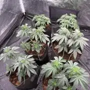 Solfire X Blackfarm X ExoticX GHS🍋🍒⛽️