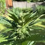 Frostbanger&Guava-Outdoor