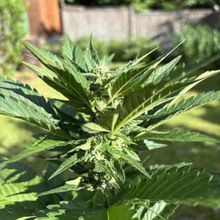 Frostbanger&Guava-Outdoor