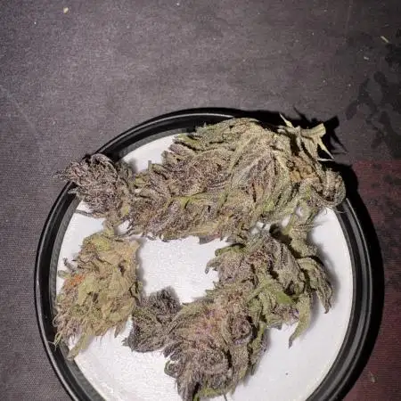 Outdoor Fastbuds🍰❄️